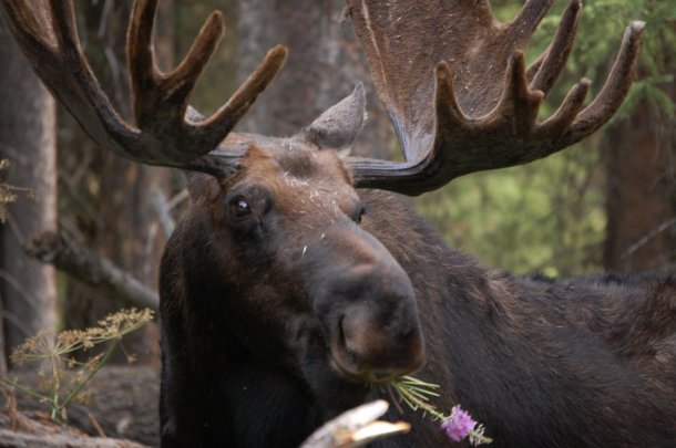 Visiting Yellowstone and the Grand Tetons