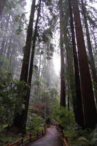 Hiking amongst the redwoods in California's John Muir National Monument