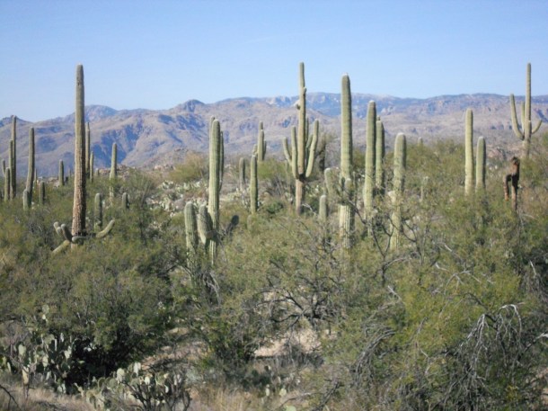 Saguaro National Park Rincon Mountain District Tucson Cactus Forest Douglas Springs Trail