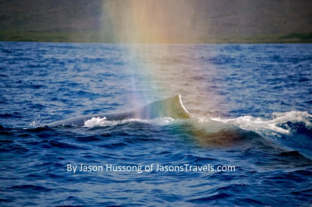 A rainbow kisses a humpback whale off the shores of Molokai, Hawaii