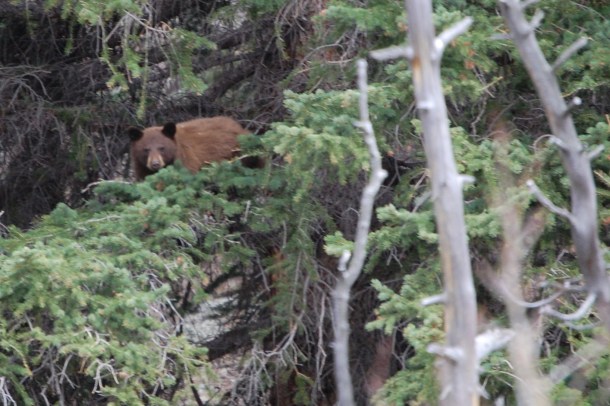 A bear high in the trees on the way to - appropriately enough - Bear Lake