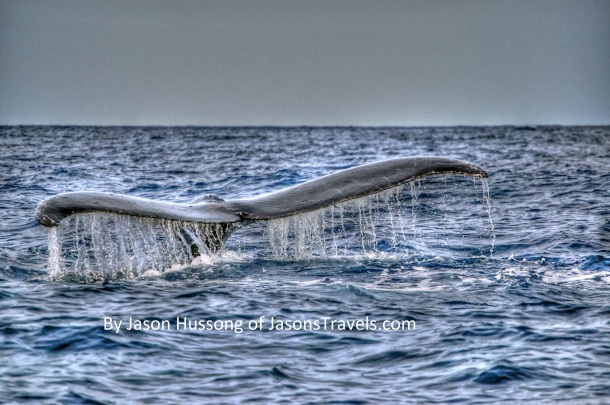 Hawaii Molokai Humpback Whale Watching Fluke