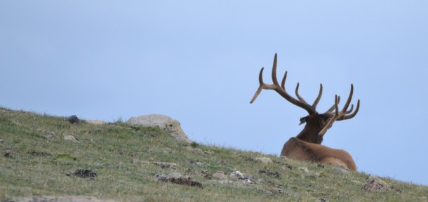 An elk lounging off Trail Ridge Road