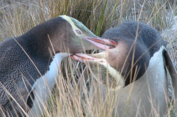 New Zealand Yellow Eyed Penguins