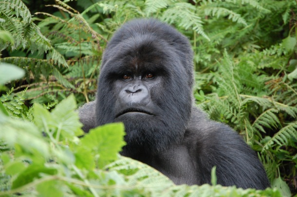 Gorillas Munyinya Closeup Rwanda Africa Virungas National Park