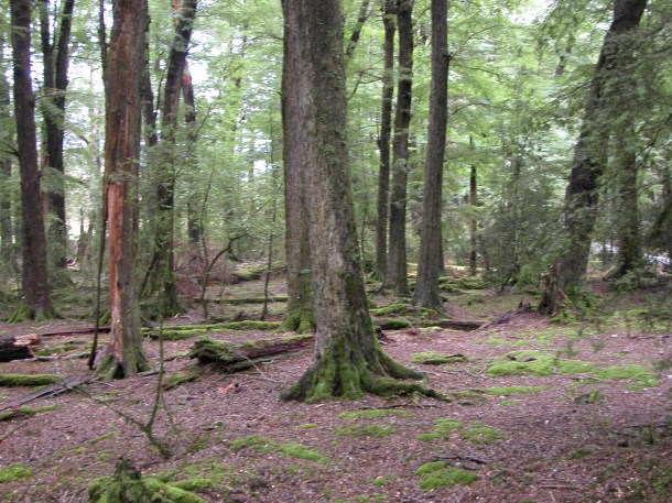 The Lord of the Rings Lothlorien forest scenes were filmed outside of Queenstown