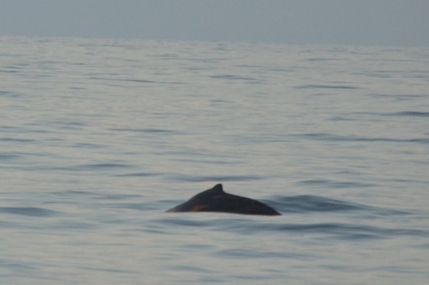 A whale goes for a dive