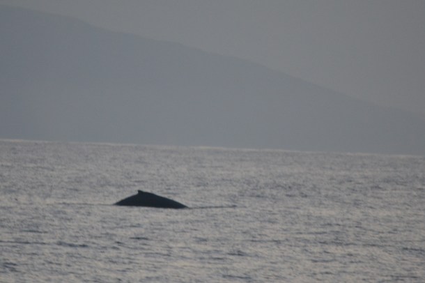 One of the whales starts to go down