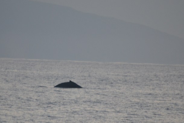 The humpback whale arches its back as it dives