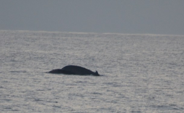 As it dives the whale's fluke...