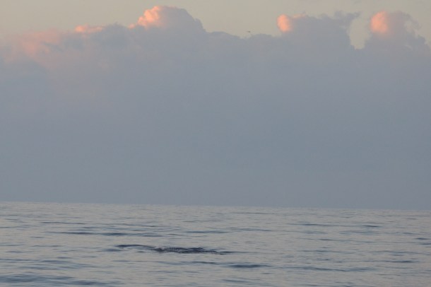 A humpback whale surfacing under the sunrise