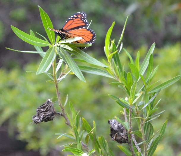 Koloiki Trail Butterfly Lanai Hawaii