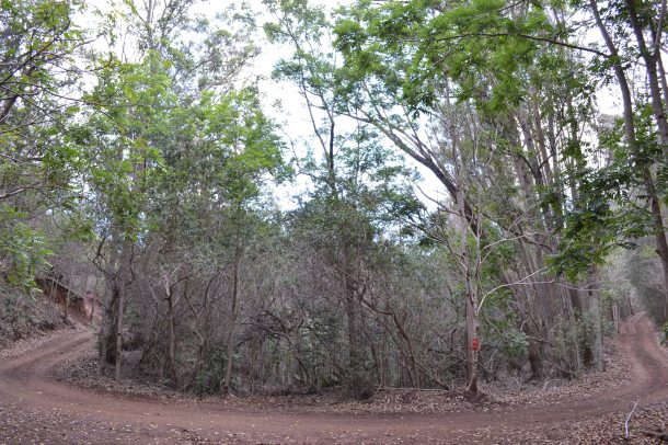 Koloiki Trail Intersects Munro Trail Lanai Hawaii