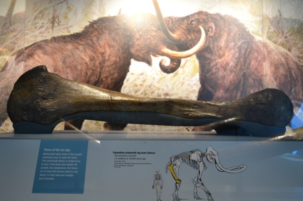 That's one big leg bone!