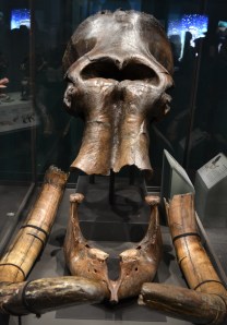 Mammoth skull