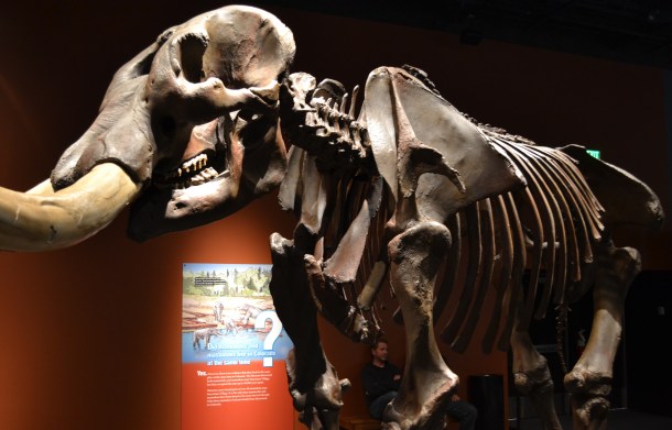 Mastodon skeleton