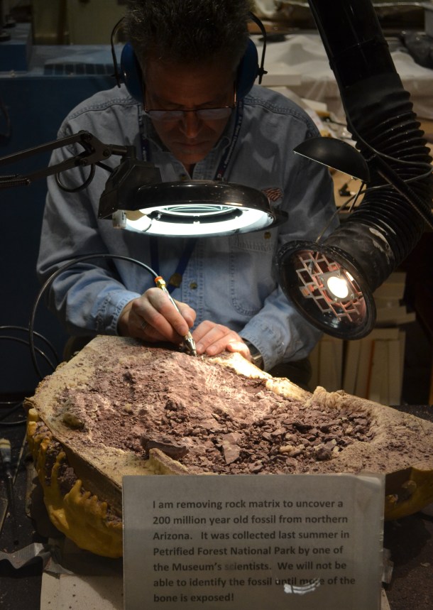 Working on fossils