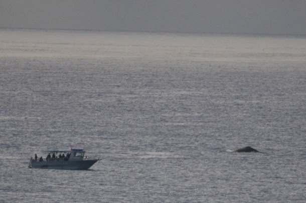 Comfortably whale watching from my Manele Bay balcony