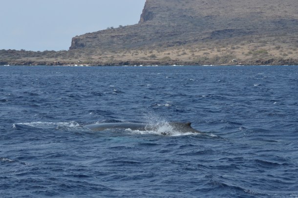 Spotting a humpback whale while out with Trilogy