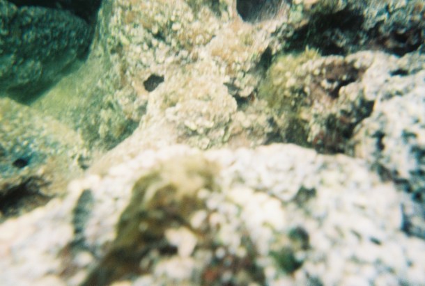 Tide pool photography failure