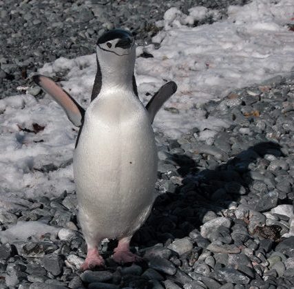 A chinstrap penguin who wants a hug
