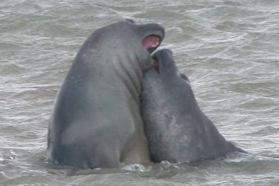 Watching the fighting elephant seals