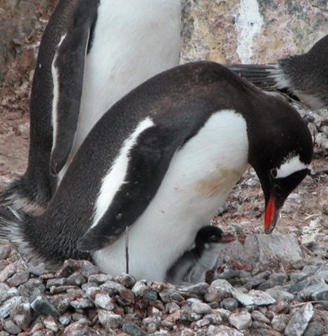 A gentoo penguin tending to its chick