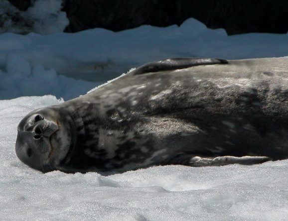 A seal who needs his belly scratched