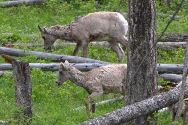 Big horn sheep graze near Tower Roosevelt