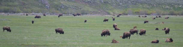 A bison herd in the Lamar Valley