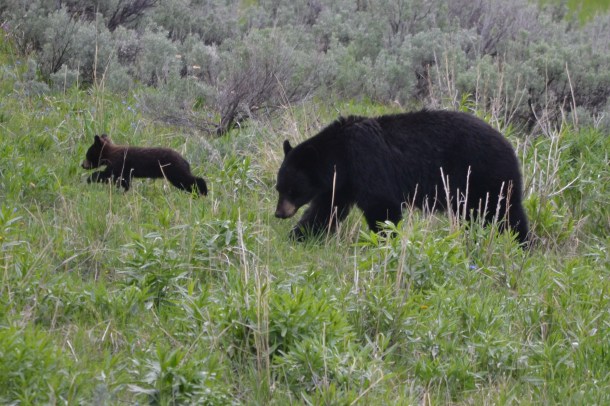 A black bear and her cub near the Blacktail Plateau