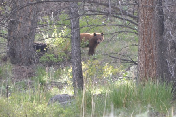 Another nearby black bear takes a break from a carcass he's eating