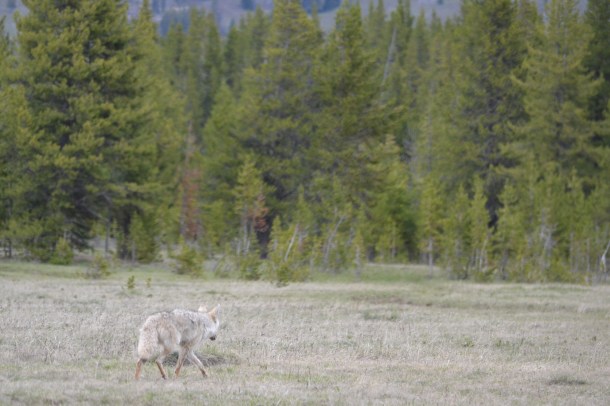 A coyote would be mangy anywhere else, but in Yellowstone it's like magic