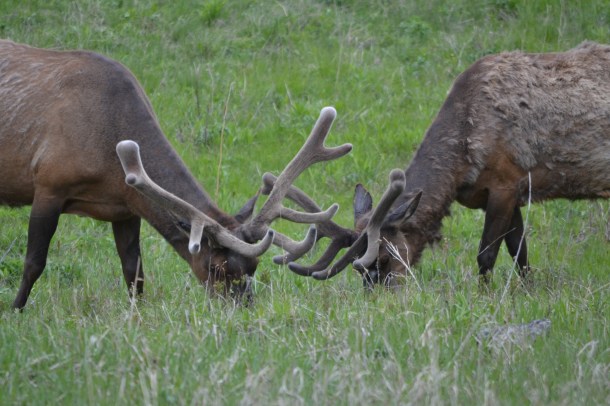 Two elk grazing in the Lamar Valley