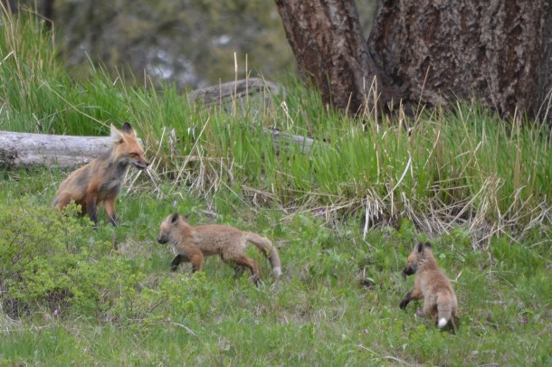 Two fox kits play near Tower Roosevelt as mom looks on.