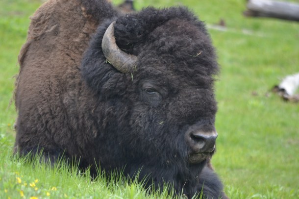 I spot a lounging bison in the Hayden Valley as soon as I arrive