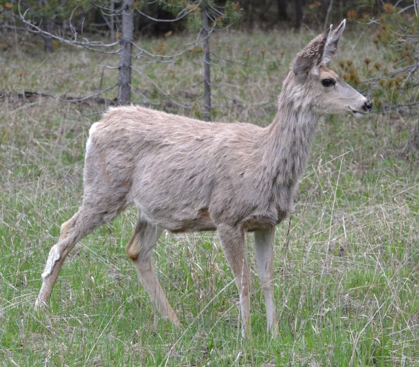 A mule deer freezes in the Lamar Valley while I'm nearby