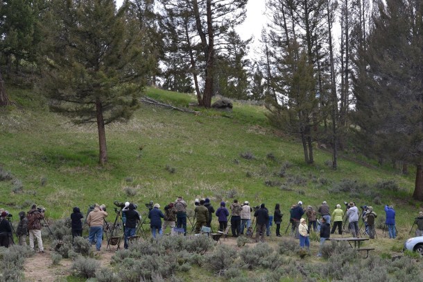 If it weren't for this herd of photographers, I would have never seen...