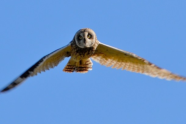 Pue'o Owl, photo courtesy Steve with Island Adventure Fitness