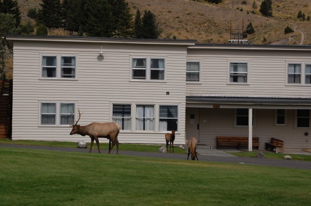 Elk in Mammoth Hot Springs