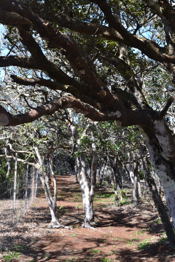 Hiking through the Kanepu'u Preserve
