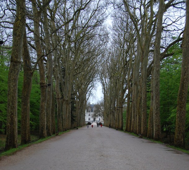 The canopied driveway to the Chateau de Chenonceau