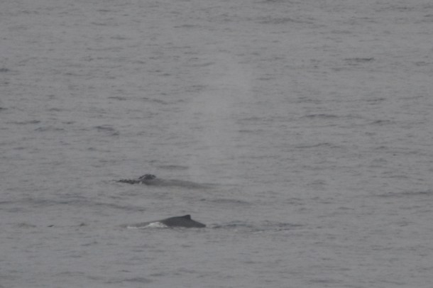 A second whale pops up