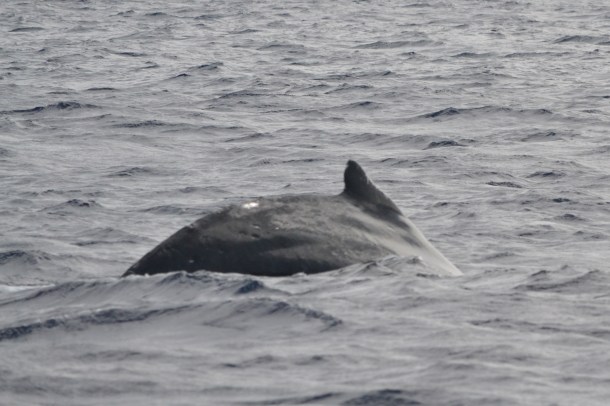 A humpback begins to dive...