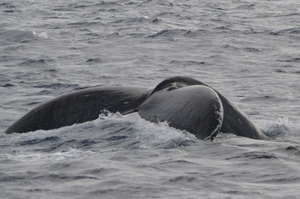 ...as its fluke pops out of the water...