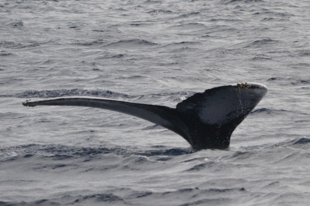 ...its identifying print...