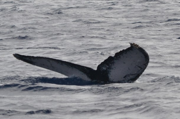 ...before going under