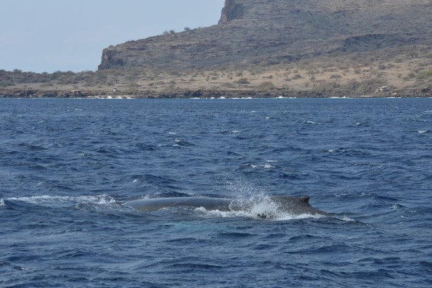 Whale watching on Lanai, Hawaii