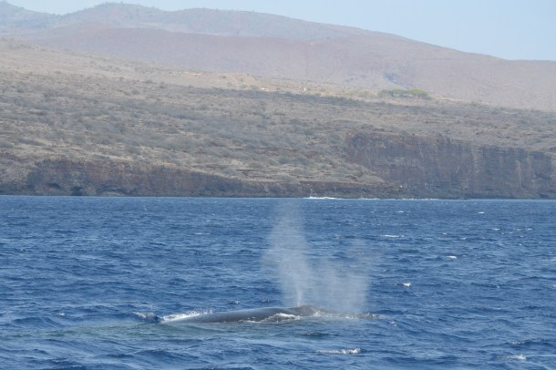 A humpback whale along the Lanai shoreline