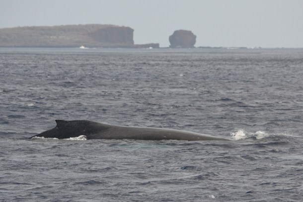 A humpback pops up behind us as we cruise in the other direction